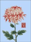 (image for) Japanese Chrysanthemum Red White